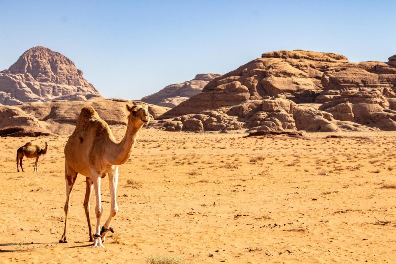 瓦迪拉姆 Quite Bedouin Life酒店 外观 照片